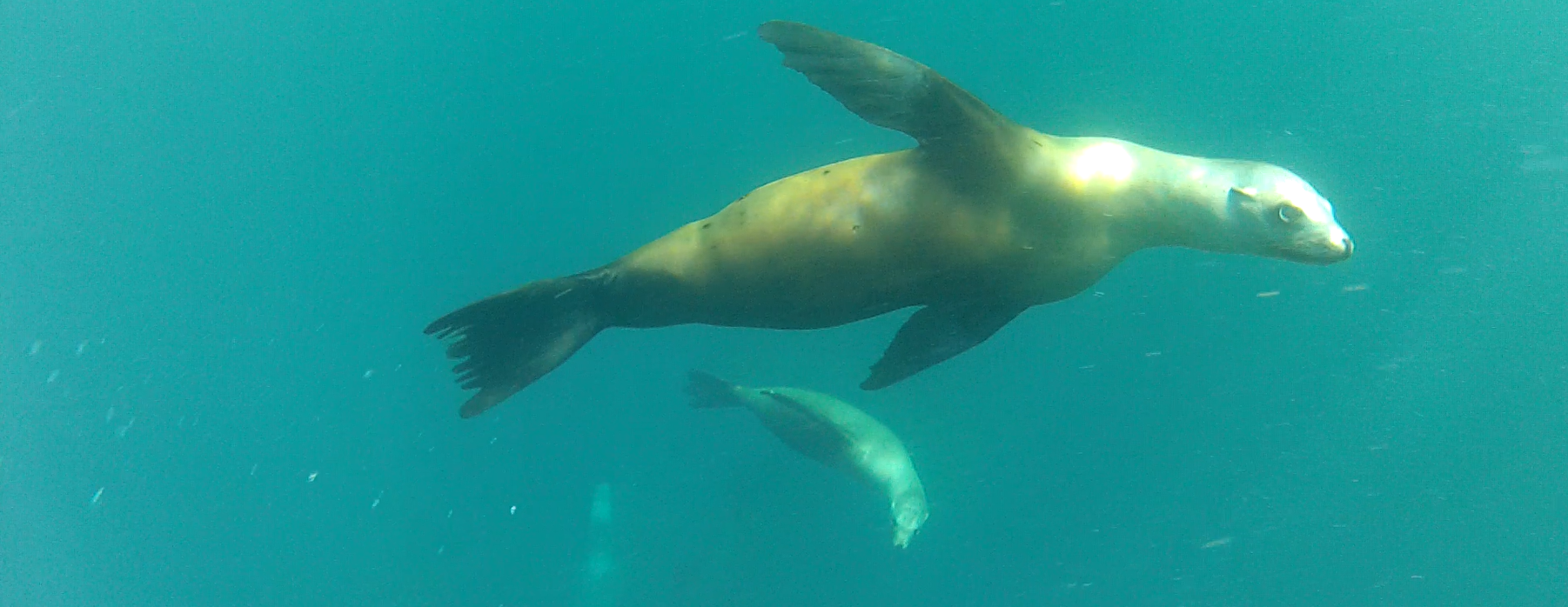 Hope on the Horizon: Protecting Marine Mammals in a Changing World