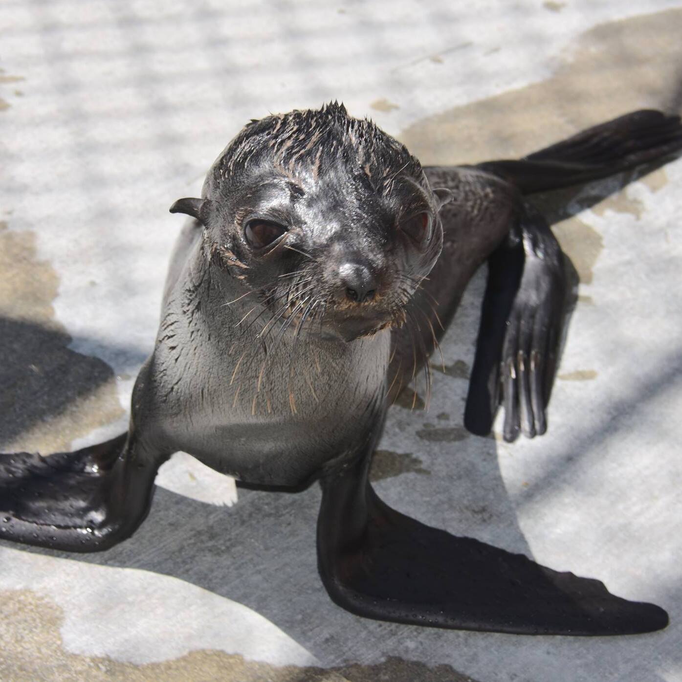 Hope on the Horizon: Protecting Marine Mammals in a Changing World - logo